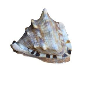 Extra Large Conch Shell Decoration